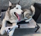 Adoptable Pet of the Week: Denali