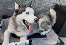 Adoptable Pet of the Week: Denali