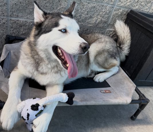 Adoptable Pet of the Week: Denali