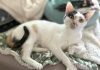 Adoptable Pet of the Week: Duchess