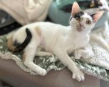 Adoptable Pet of the Week: Duchess