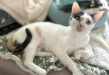 Adoptable Pet of the Week: Duchess