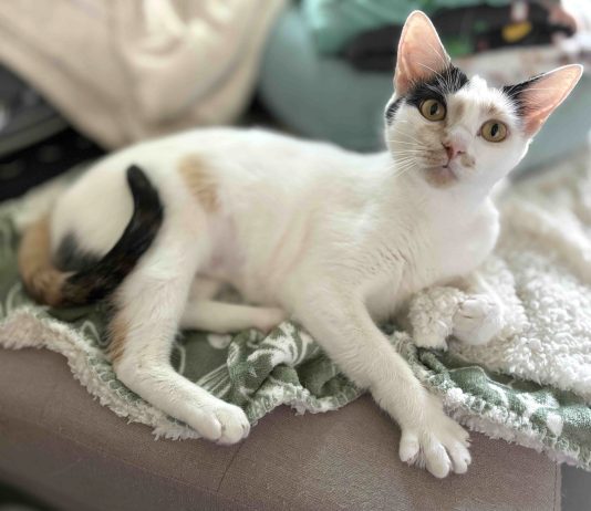 Adoptable Pet of the Week: Duchess