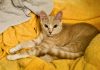 Adoptable Pet of the Week: Tennessee