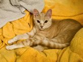 Adoptable Pet of the Week: Tennessee