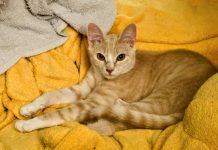 Adoptable Pet of the Week: Tennessee