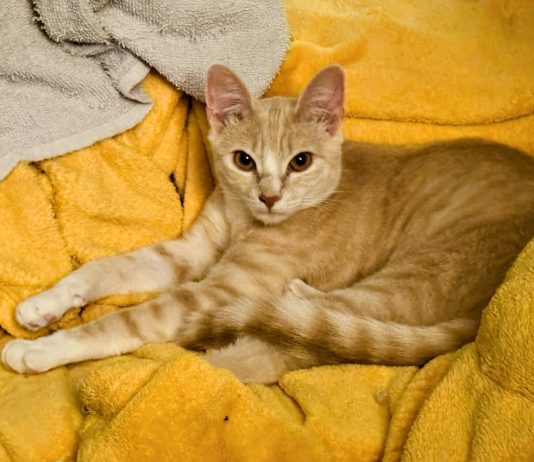Adoptable Pet of the Week: Tennessee